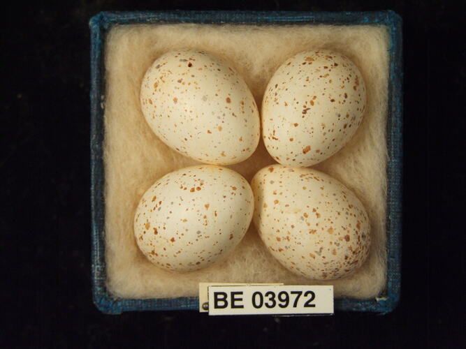 Four bird eggs in box with specimen labels.