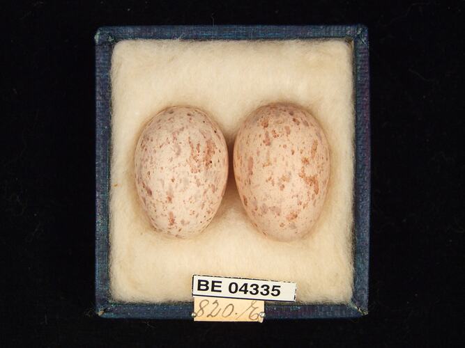 Two bird eggs in box with specimen labels.
