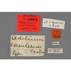 Entomology type specimen labels.