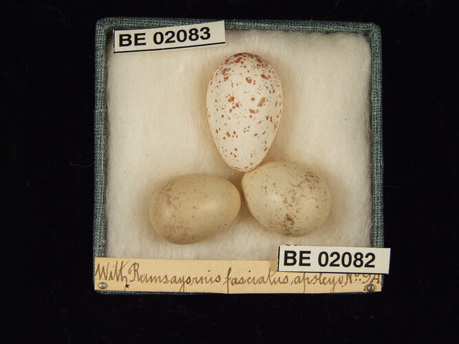 Three bird eggs with specimen labels in box.