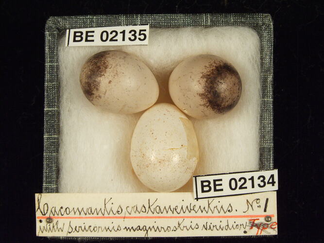 Three bird eggs in box with specimen labels.