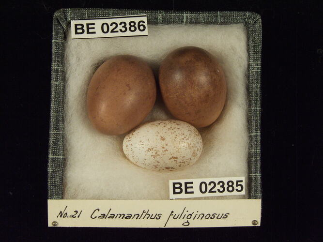 Three bird eggs with specimen labels in box.