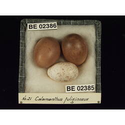 <em>Chrysococcyx basalis</em>