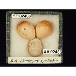 <em>Chrysococcyx basalis</em>