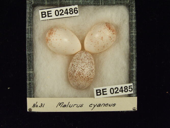 Three bird eggs with specimen labels in box.