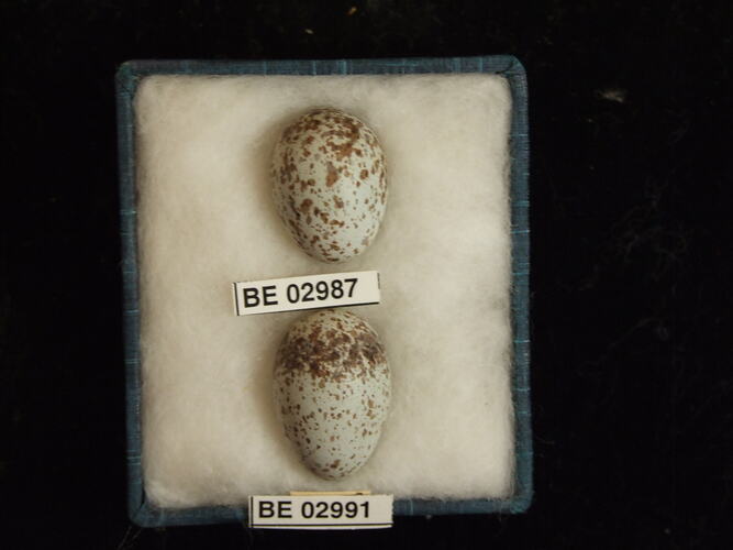Two bird eggs with specimen labels in box.