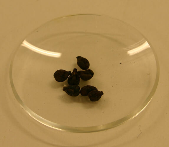 Seven grape seeds on a glass dish.