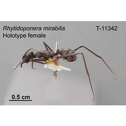 Ant specimen, female, lateral view.