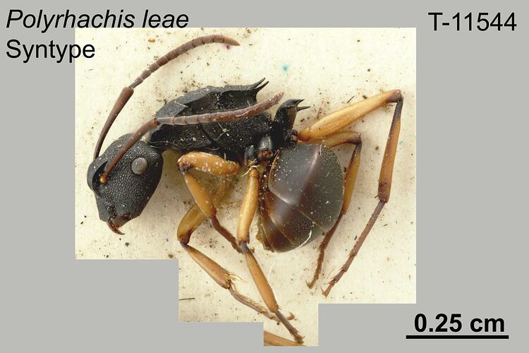Ant specimen, lateral view.