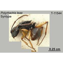 Ant specimen, lateral view.