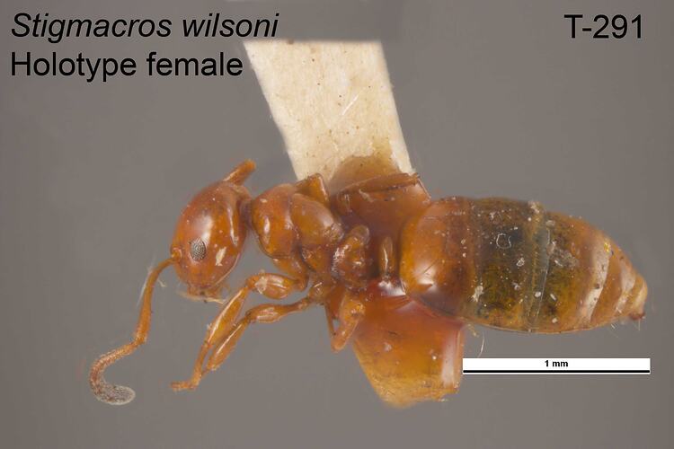 Ant specimen, female, dorsal view.