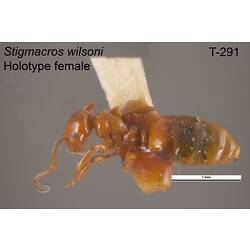 Ant specimen, female, dorsal view.