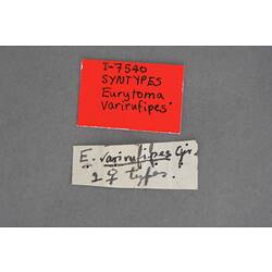 Entomology type specimen labels.