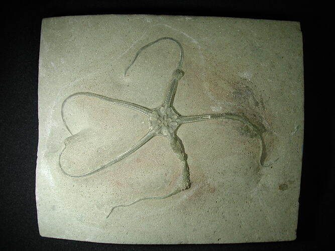 Fossil brittle star on surface of cream-coloured rock.