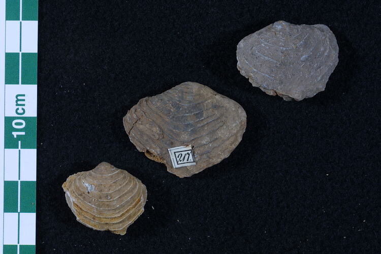 Three brachiopod fossils beside scale bar.