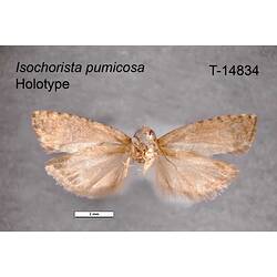 Moth specimen, ventral view.