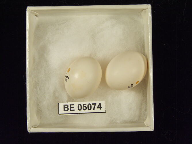 Two bird eggs with specimen label in box.