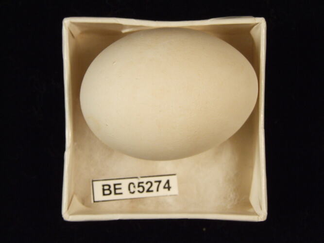 Bird egg with specimen label in box.