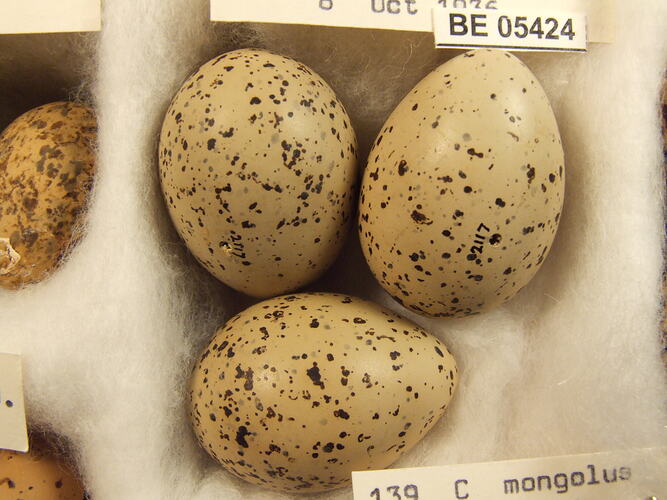 Close up of three bird eggs with specimen labels.