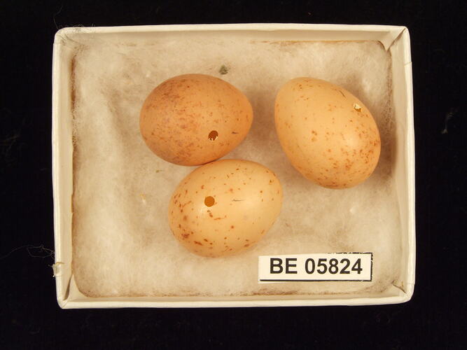 Three bird eggs with specimen label in box.