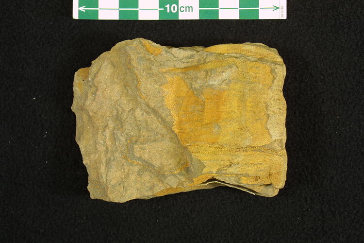 <em>Protoretepora ampla</em>, bryozoan fossil.  Registration no. P 120917.