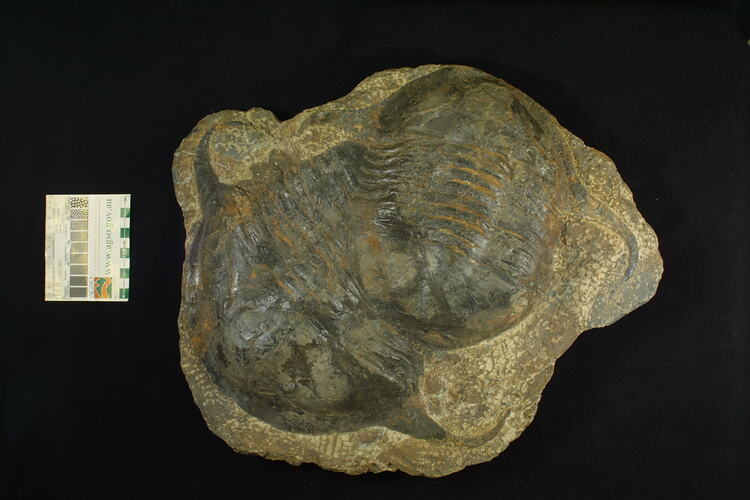 Two fossil trilobites on rock.