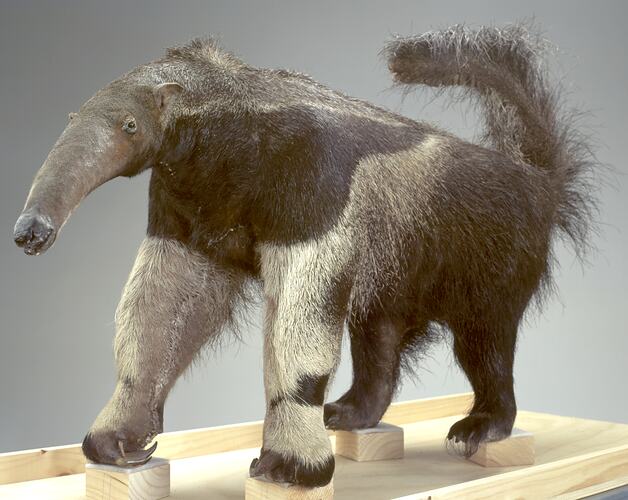 Mounted anteater specimen.