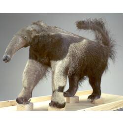 Mounted anteater specimen.