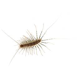 A House Centipede photographed on a white background.