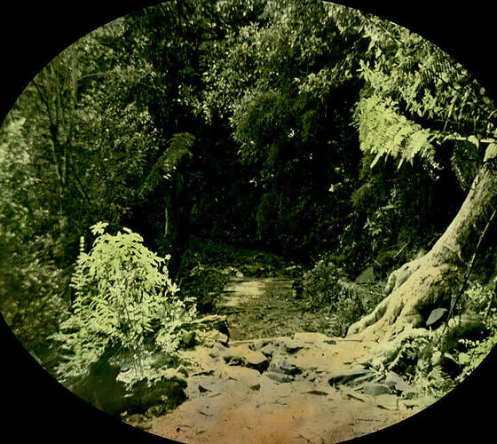 Lantern Slide - Ferntree Gully, Victoria, Date Unknown. [BA 1650]