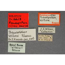 Handwritten specimen labels.