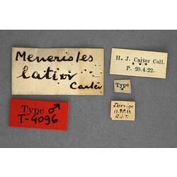 Handwritten specimen labels.