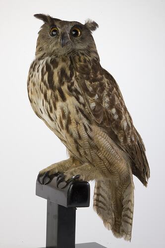 Brown and cream owl specimen mounted on perch.