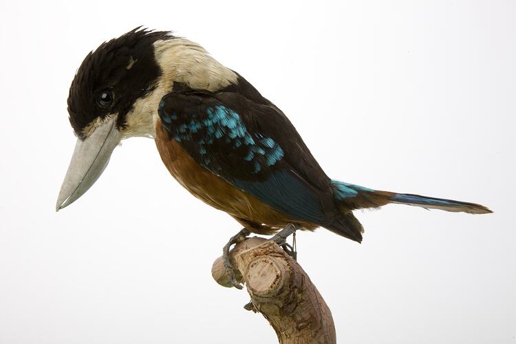 <em>Dacelo gaudichaud</em>, Rufous-bellied Kookaburra, mount.  John Gould Collection.  Registration no. 22420.
