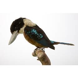<em>Dacelo gaudichaud</em>, Rufous-bellied Kookaburra, mount.  John Gould Collection.  Registration no. 22420.