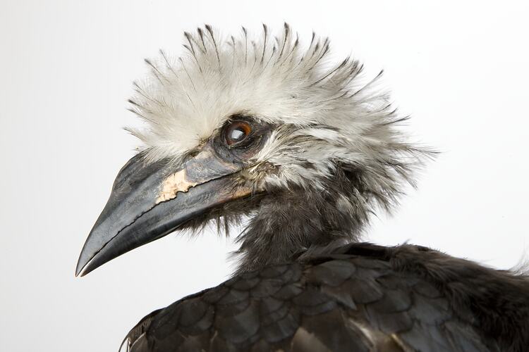 <em>Tockus albocristatus albocristatus</em>, African White-crested Hornbill, mount.  John Gould Collection.  Registration no. 14008.