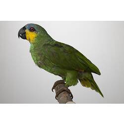 <em>Amazona amazonica</em>, Orange-winged Parrot, mount.  Registration no. 61426.