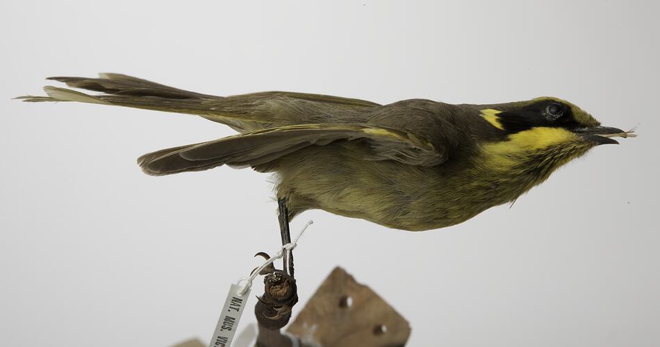 Side view of yellow and brown bird specimen mounted on branch,
