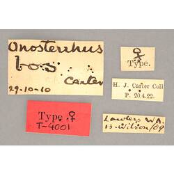 Entomology type specimen labels.