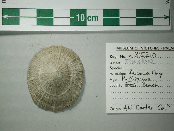 Fissurellidae, fossil keyhole limpet.  Registration no. P 315210.
