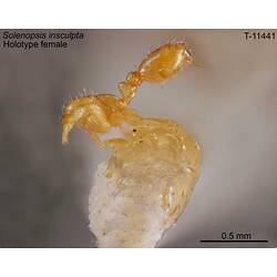 Ant specimen, female, lateral view.