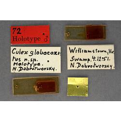 Partial insect preparation on slide with specimen labels.