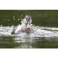 A Pacific Black Duck, swimming on the surface of the water, surrounded by droplets.