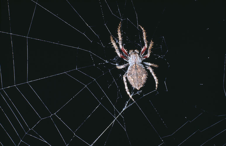 What good are spiders? - Museums Victoria