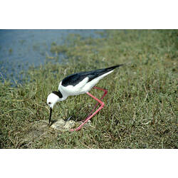 A Black-winged Stilt, standing over its nest, tending to its eggs.