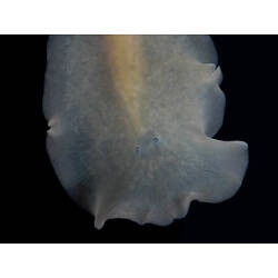 Detail of flatworm anterior with ocelli visible.