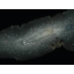 Detail of dorsal surface of flatworm.
