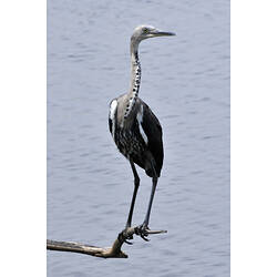 A bird, a White-necked Heron, on thin branch above the water.