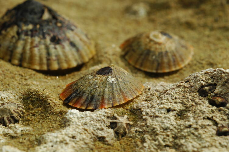 A group of Variegated Limpets on a rock.