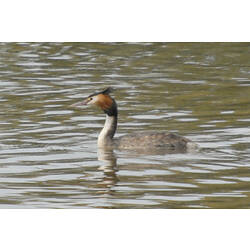 A Great Crested Grebe swimming in brown water.